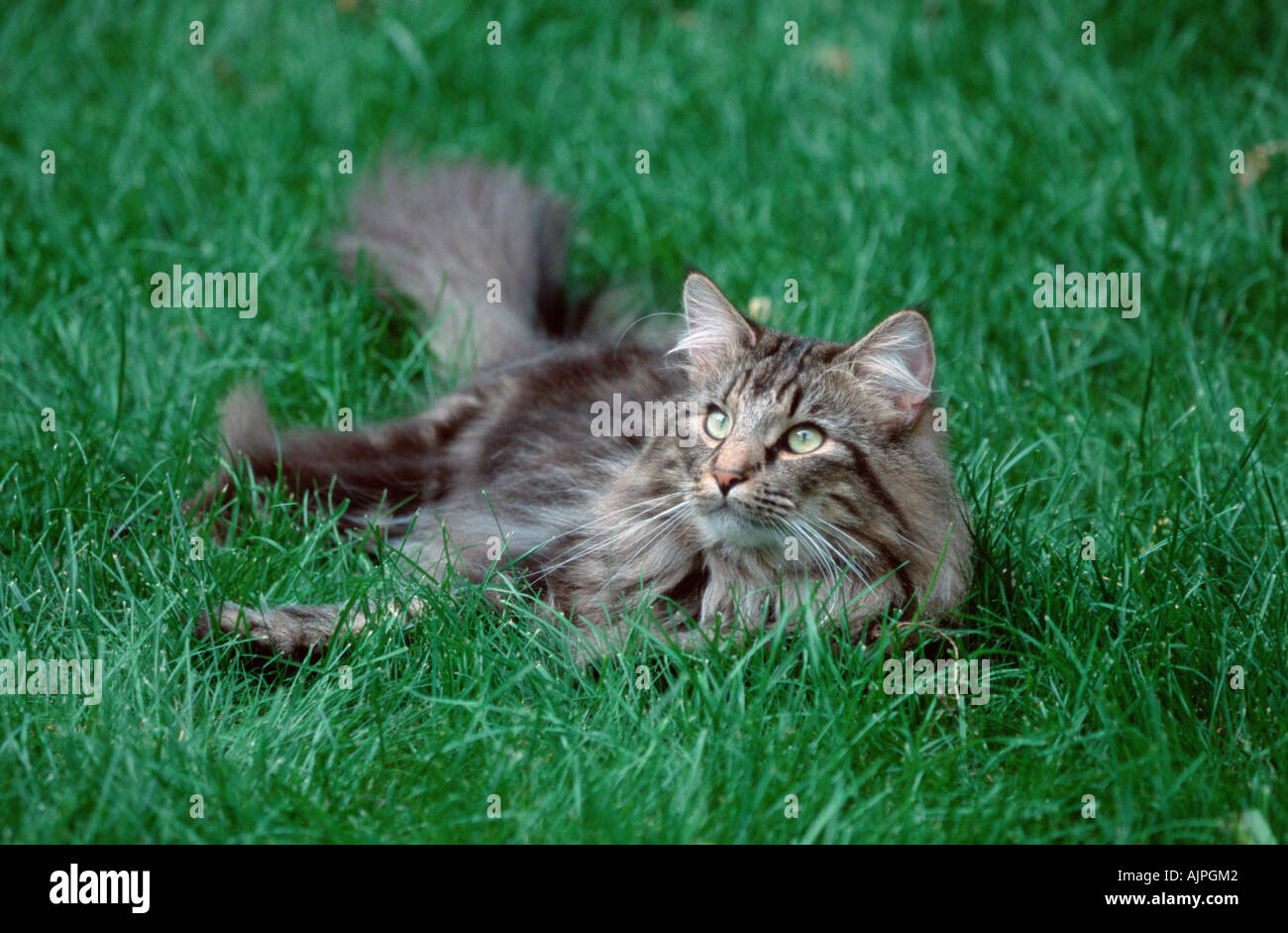 Norwegische Waldkatze Kater black Tabby classic Stockfoto