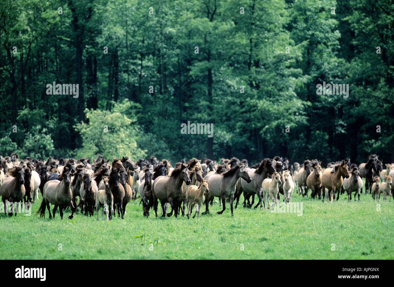 Gruppe des Laufens Wildpferde in Dülmen Stockfoto