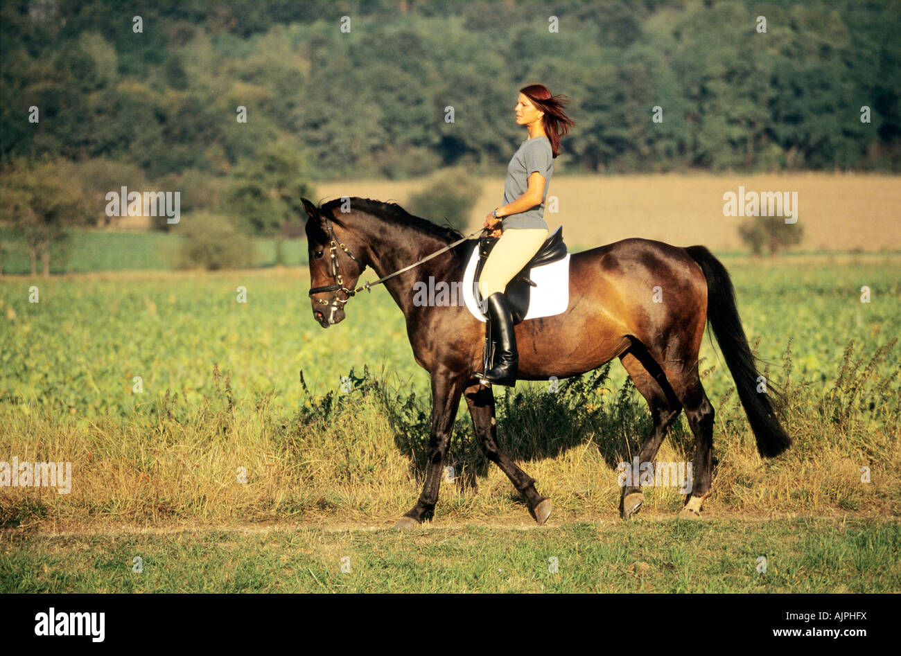 junge Frau mit einem Pferd Stockfoto