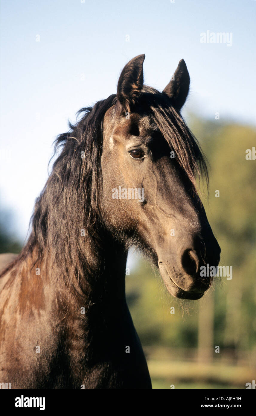 Porträt eines Pferdes friesische Pferd Stockfoto