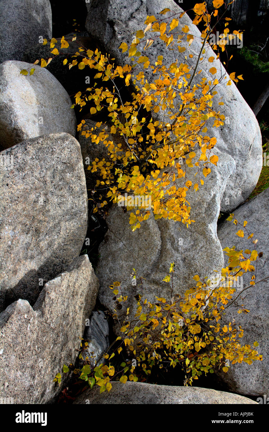 Eine kleine Aspen im Spalt zwischen Felsen an einem Berghang. Stockfoto