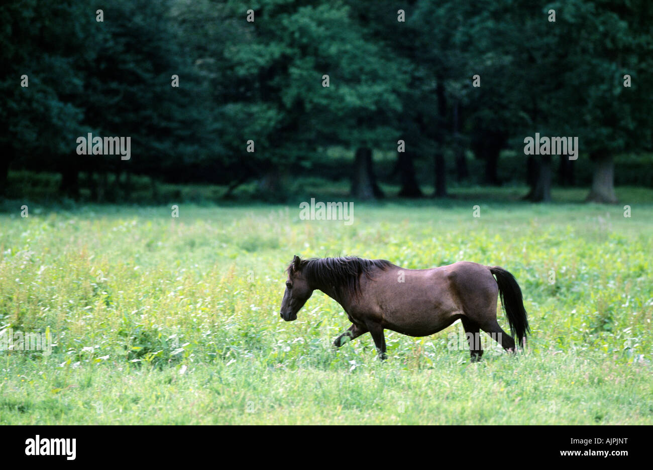 eine Stute auf einer Wiese Wildpferd Dülmen Stockfoto