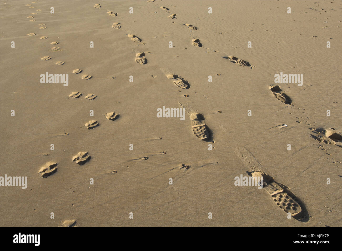 Fußspuren und Hund Pfotenabdrücke im nassen sand Stockfoto