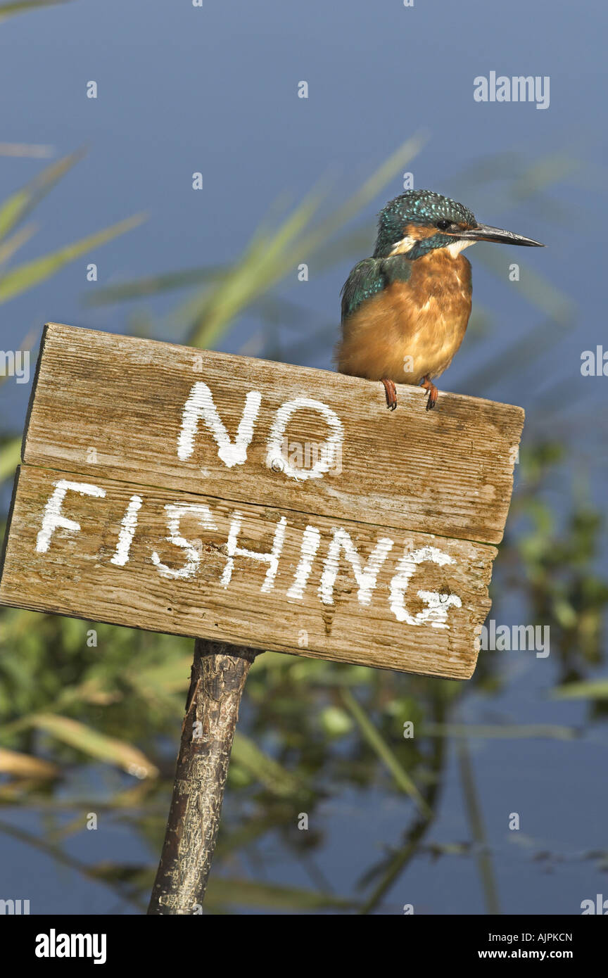 Eisvogel Alcedo Atthis thront auf Schild No Fishing Norfolk England Oktober Stockfoto