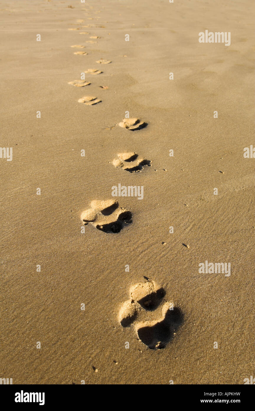 Hund Pfotenabdrücke im nassen sand Stockfoto