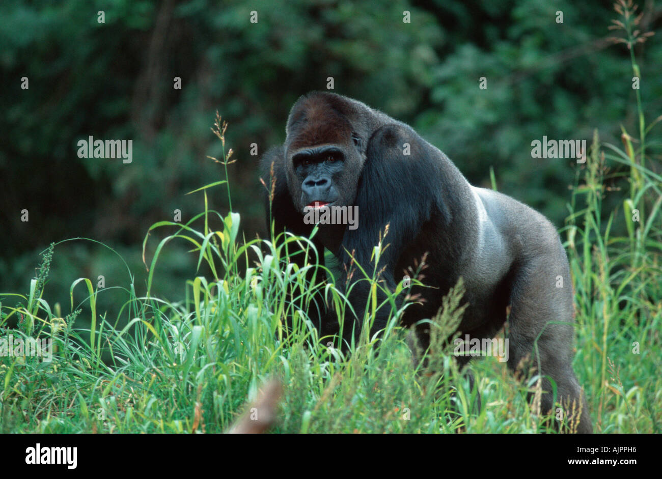 Westlichen Gorilla Silberrücken Gorilla Gorilla gorilla Stockfoto