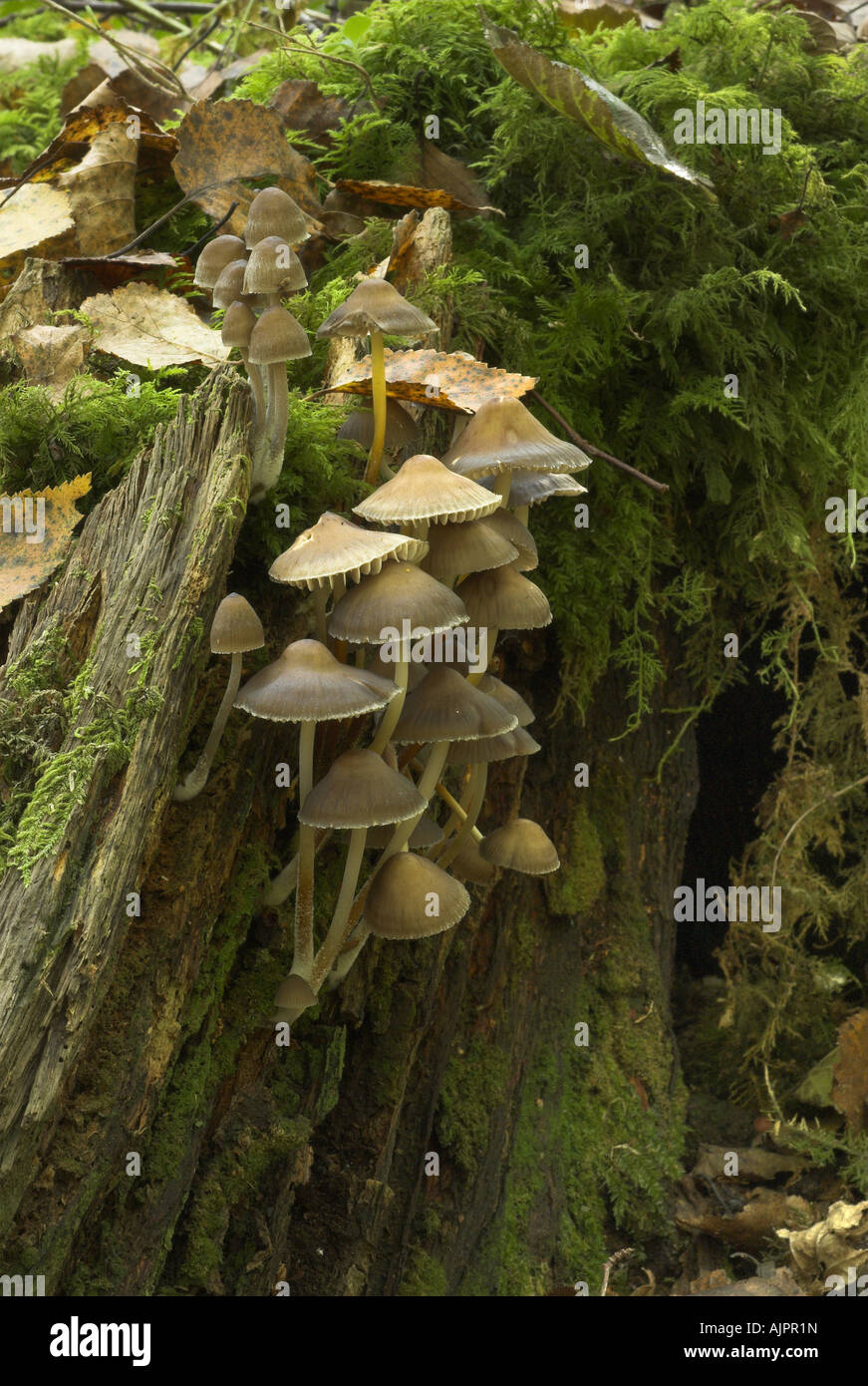 Wald-Pilze auf Baumstumpf Stockfoto