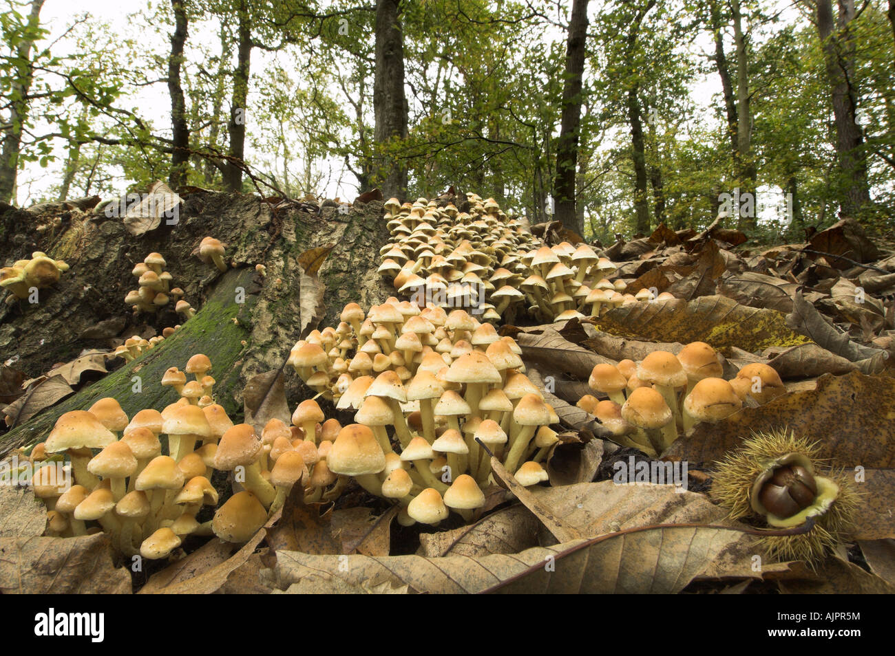 Große Gruppe von Wald Pilze auf Baumstumpf Stockfoto