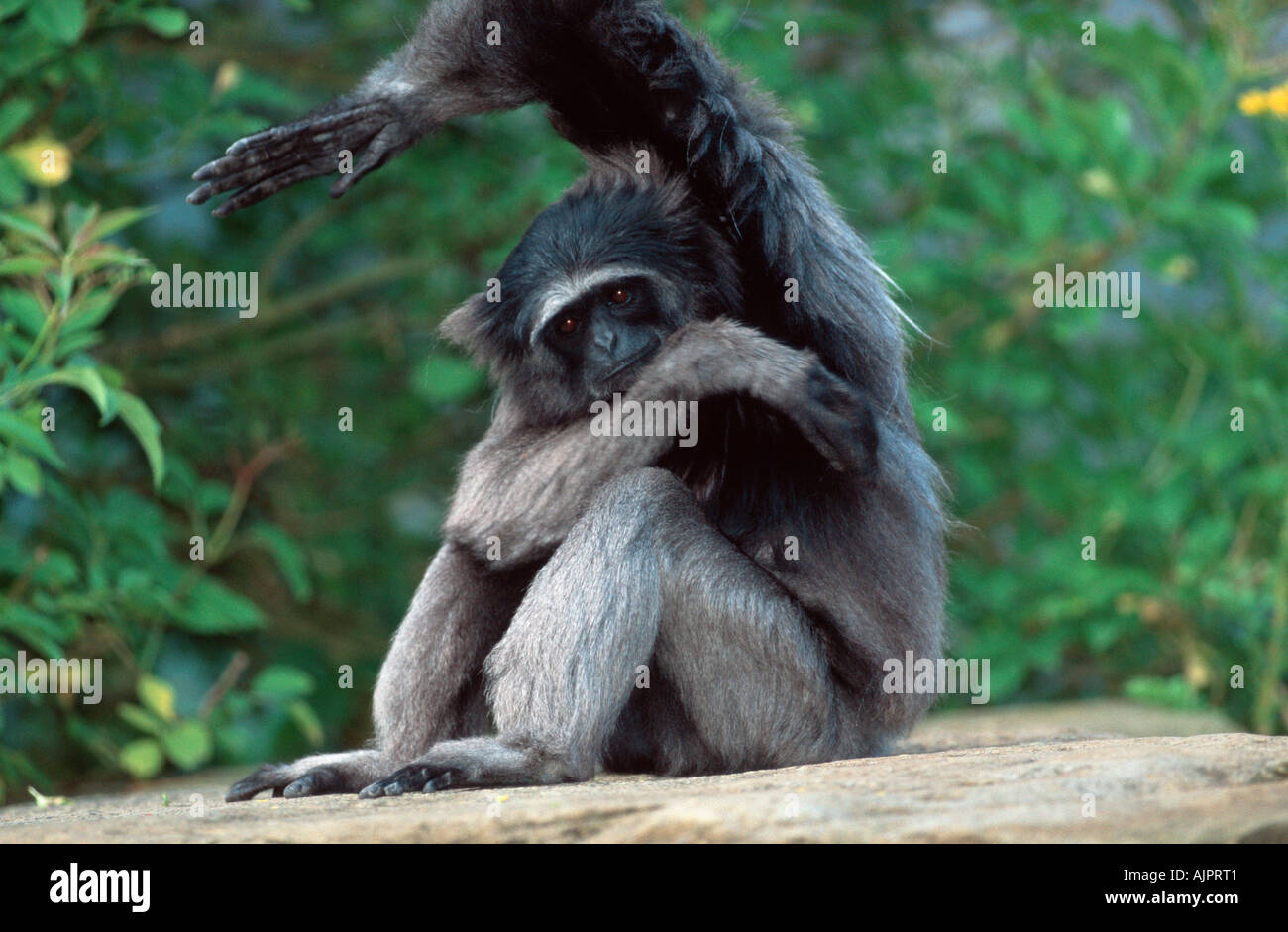 Müller s Gibbon Hylobates muelleri Stockfoto