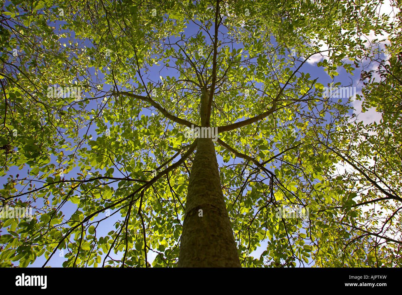 Walnuss Baum Stockfoto
