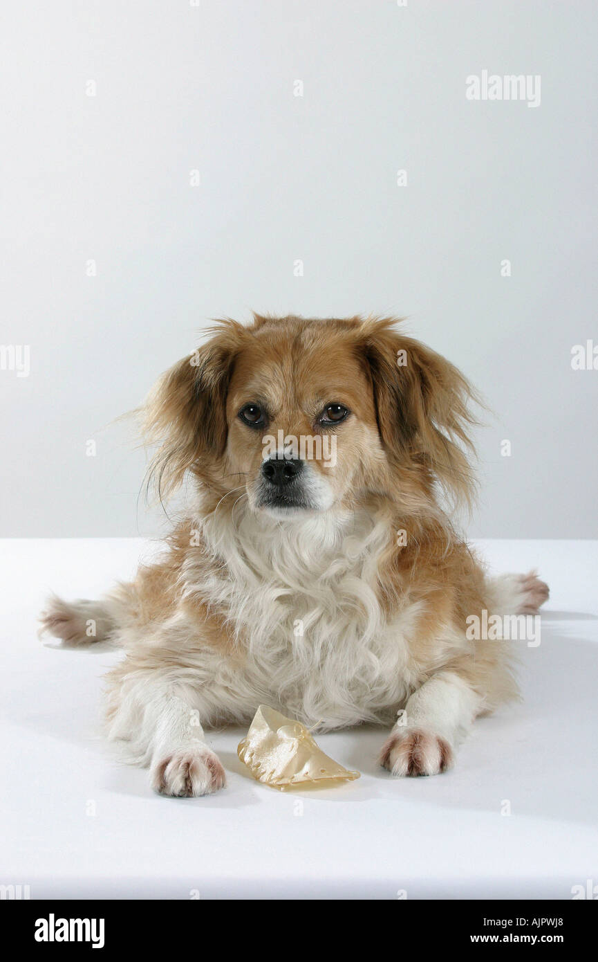 Gemischte Rasse Hund mit Kauspielzeug Stockfoto