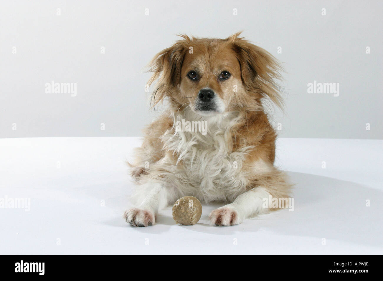 Gemischte Rasse Hund mit Rohhaut Ball kauen Spielzeug Stockfoto