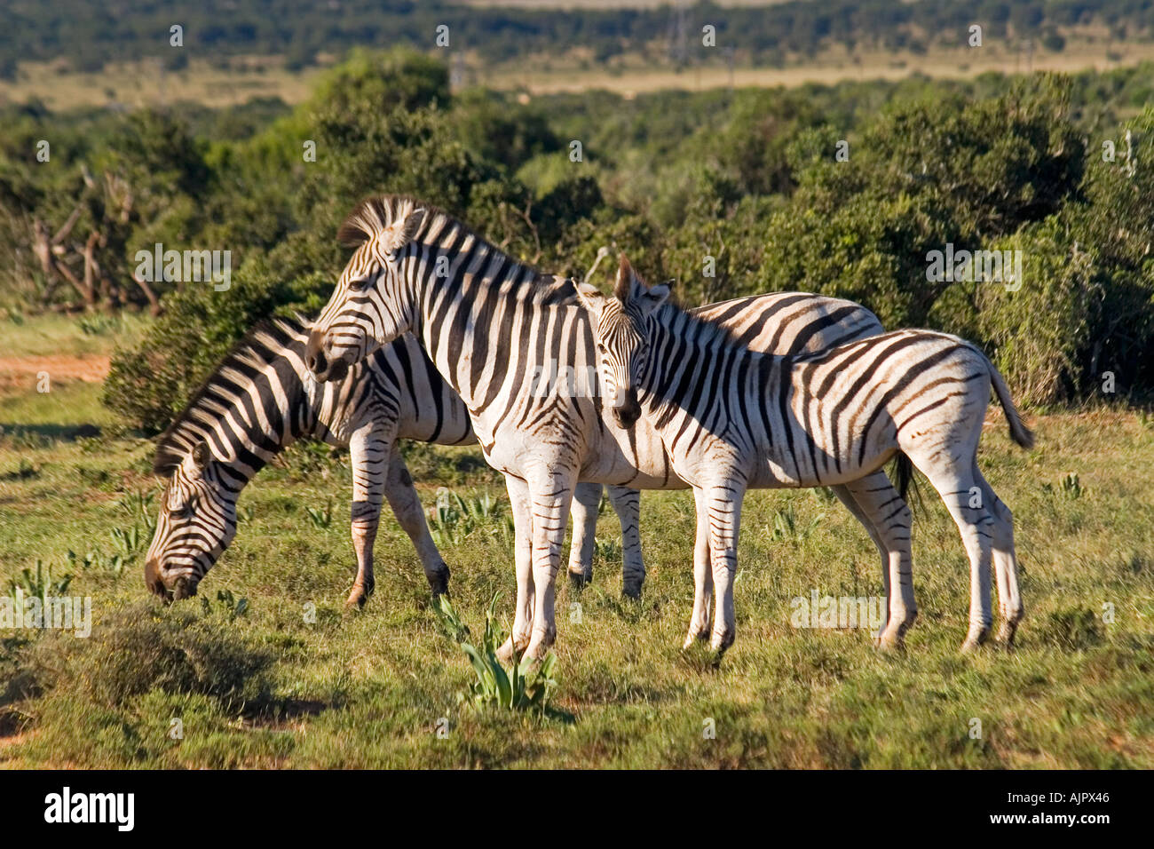 Südafrika Addo Elephant National Park Herde Zebras Stockfoto