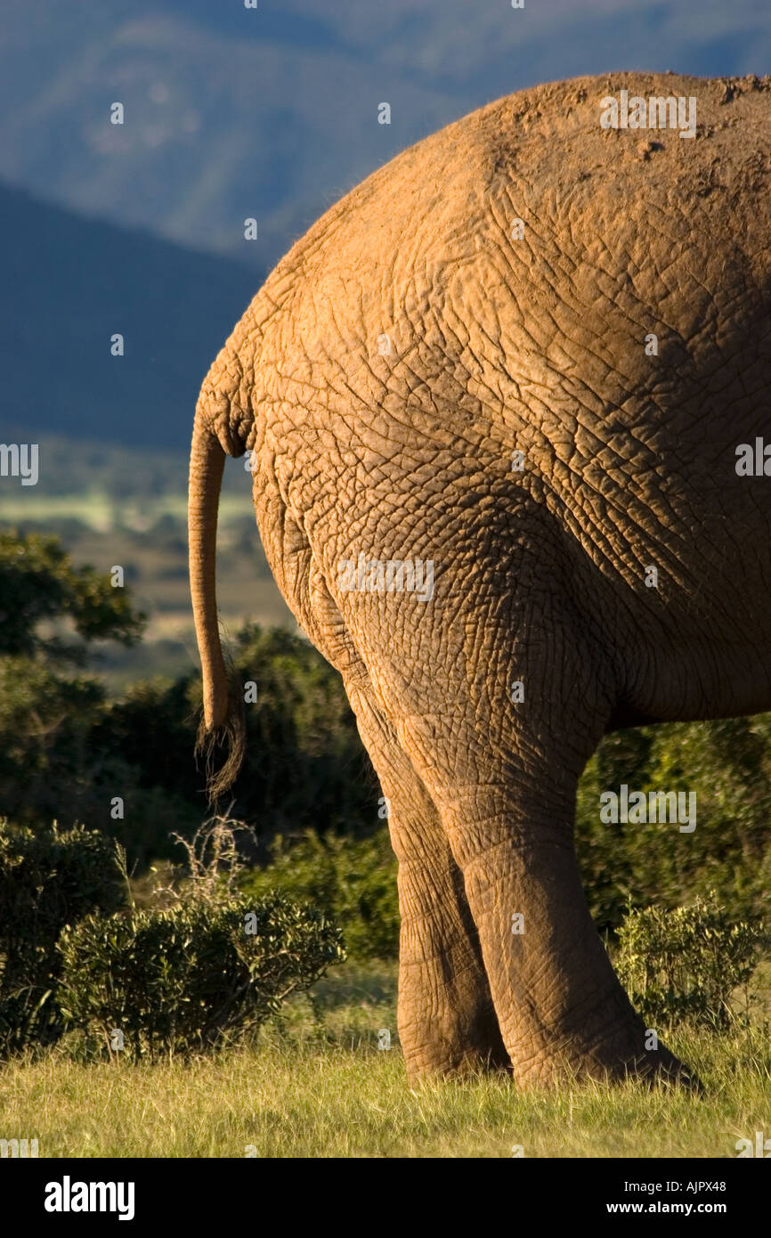 Südafrika Addo Elephant National Park Elephant Detail Rückseite Stockfoto