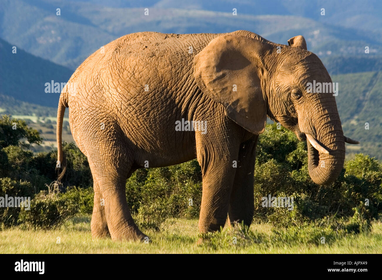 Südafrika Addo Elephant National Park Elephant Stockfoto