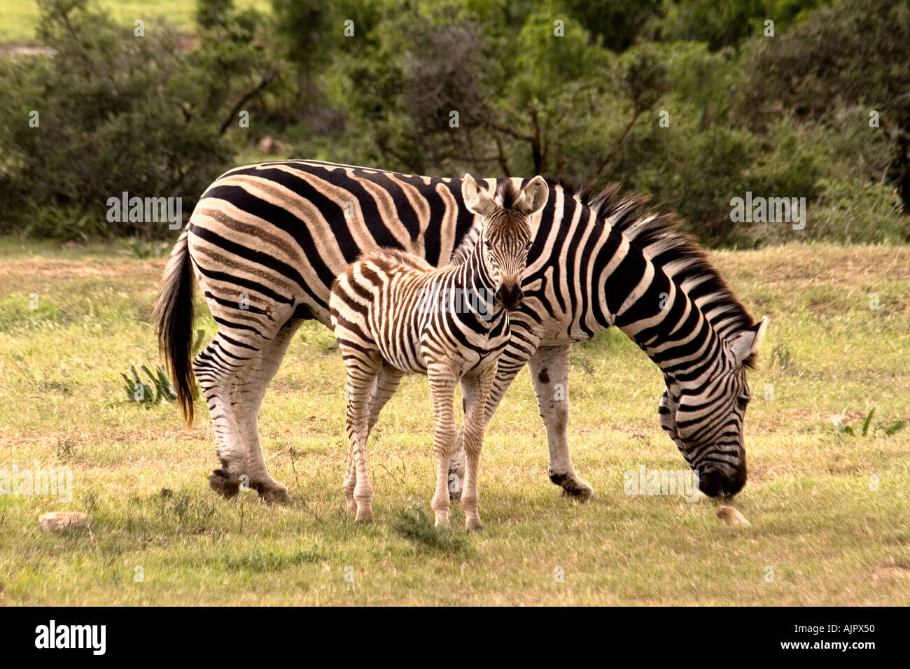 Südafrika Addo Elephant National Park Herde Zebras Stockfoto