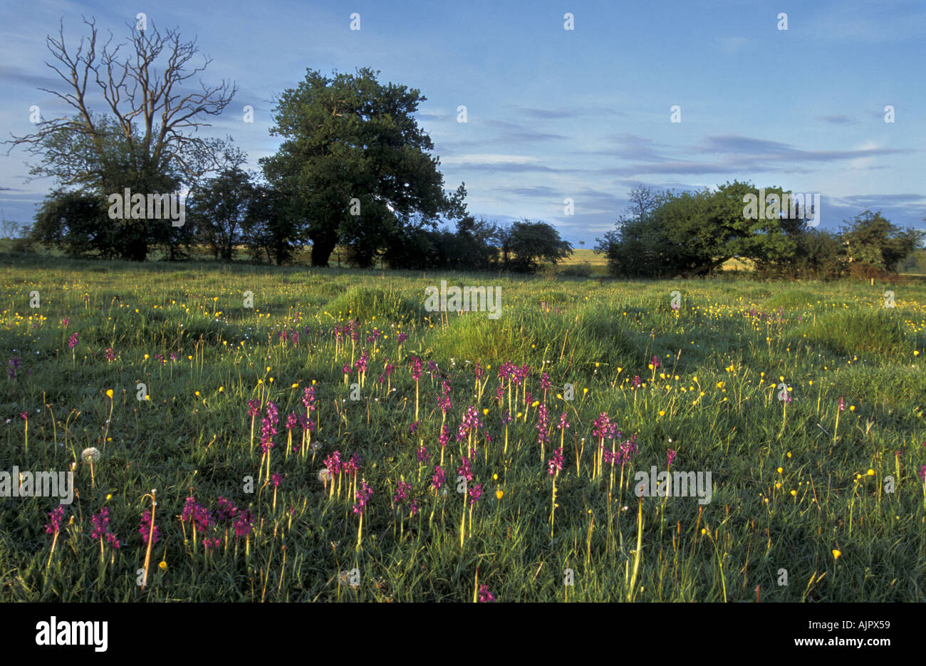 Grünen geflügelten Orchideen bei Upwood Meadows National Nature Reserve in Cambridgeshire England Stockfoto
