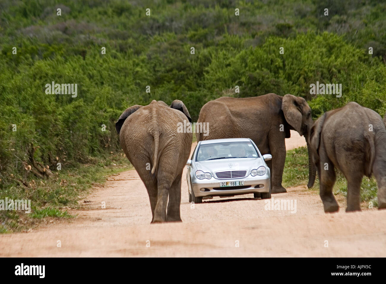 Südafrika Addo Elephant National Park Elefanten Herde auf Straße Tourist Auto Stockfoto