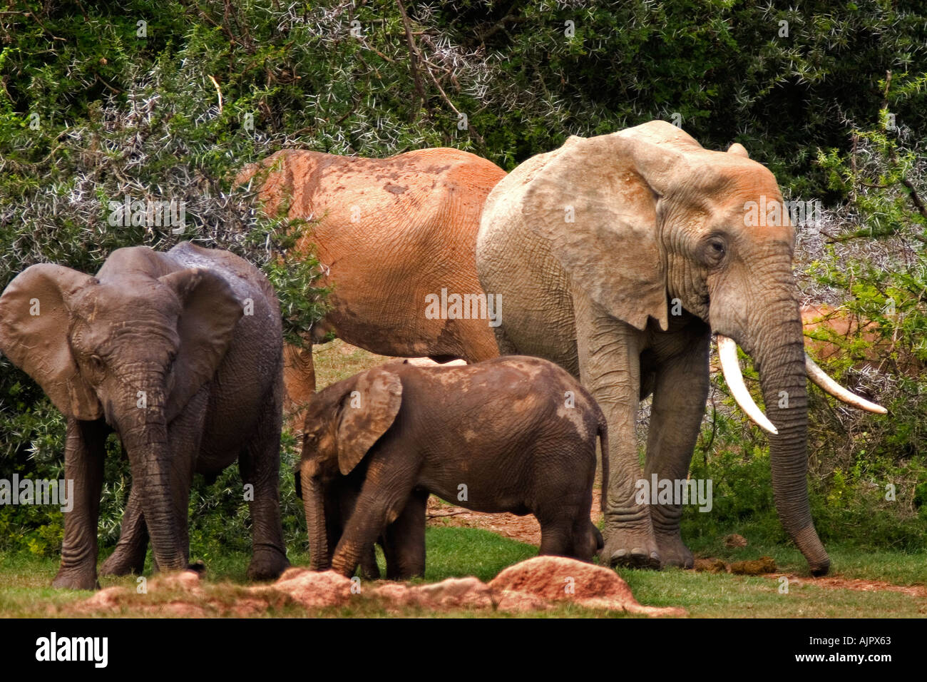 Südafrika Addo Elephant National Park Elefanten Herde in der Nähe von wtaerhole Stockfoto