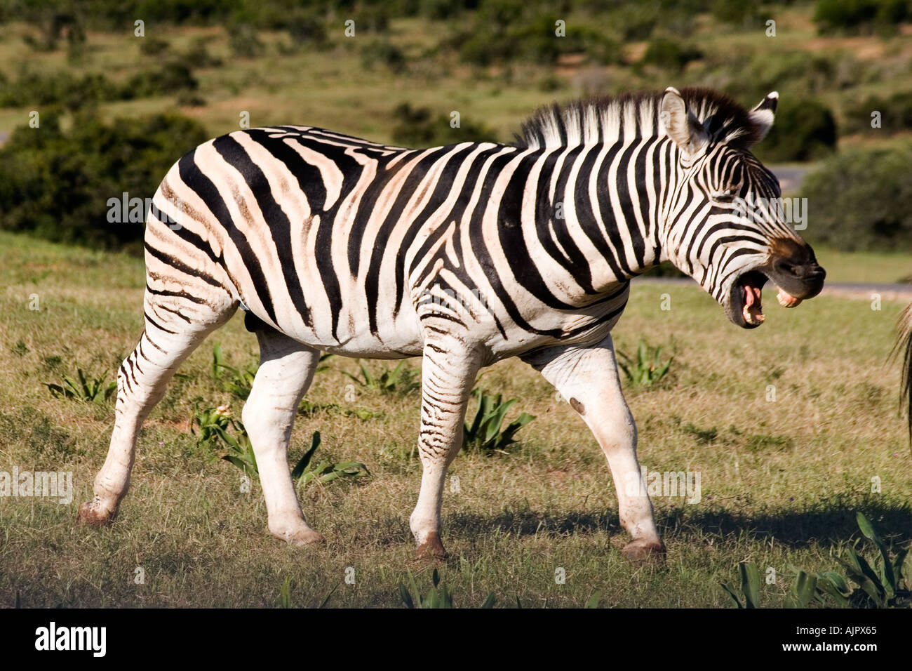 Südafrika Addo Elephant National Park Zebra Stockfoto