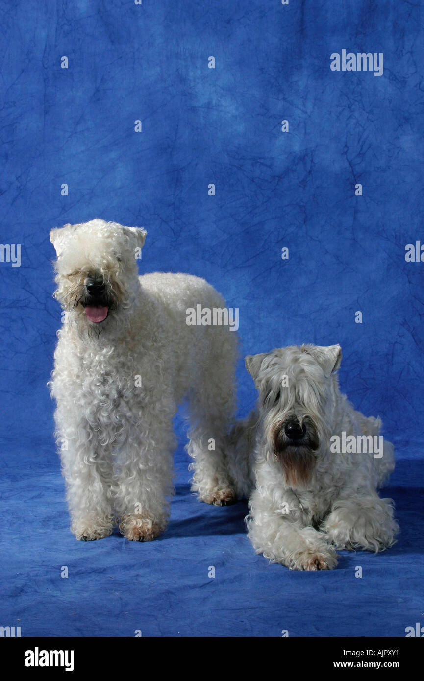 Irish Soft Coated Wheaten Terrier Stockfoto