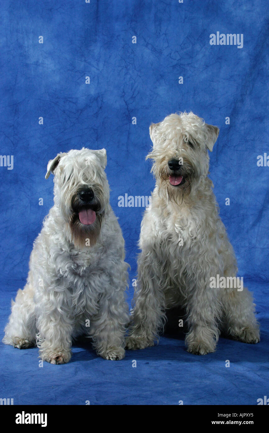 Irish Soft Coated Wheaten Terrier Stockfoto
