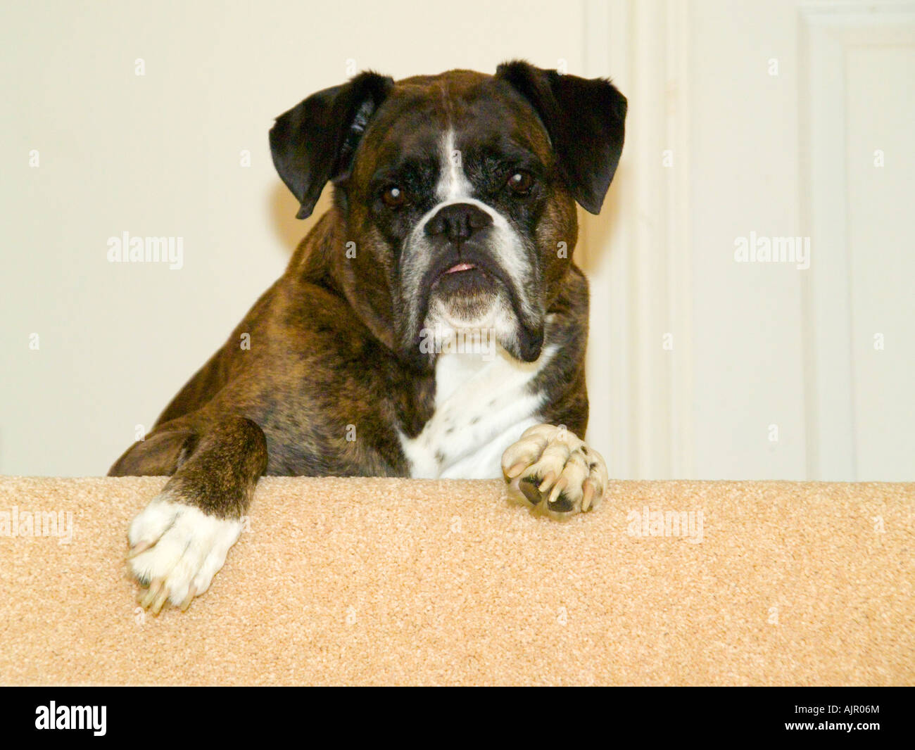 Warnung Boxer Hund Stockfoto