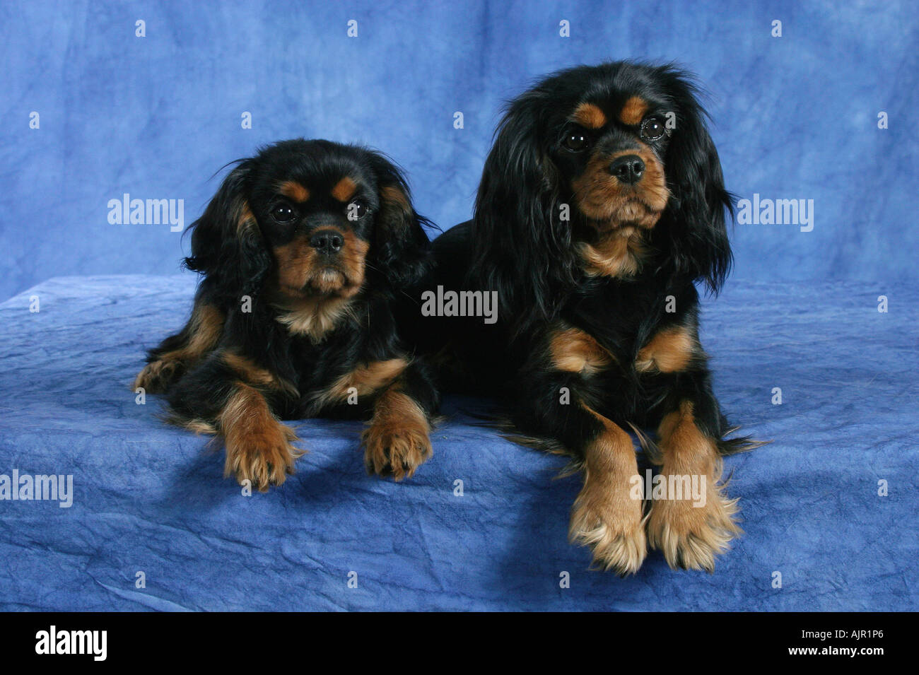 Cavalier King Charles Spaniel Welpen Schwarz Cavalier King Charles Spaniel mit Welpen 4 Monate schwarz und braun