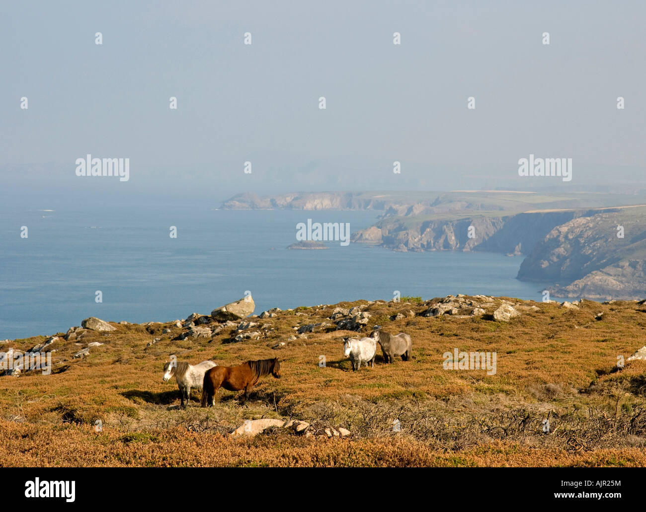 Welsh Mountain Ponys Leben entlang der Küste bei St. David s Kopf in Pembrokeshire Coast National Park Stockfoto