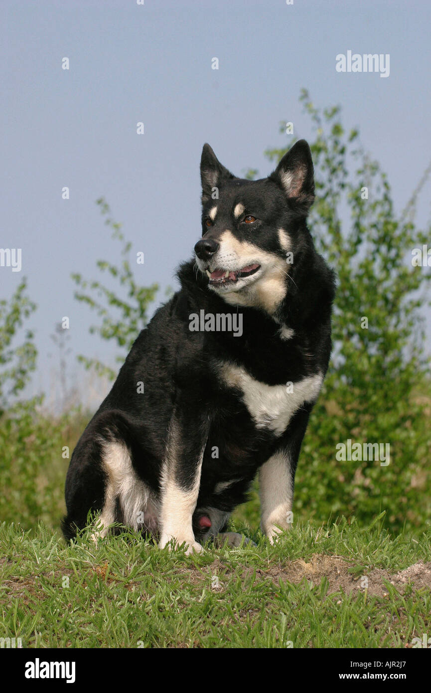 Rentier Herder Lapinporokoira beenden Stockfoto