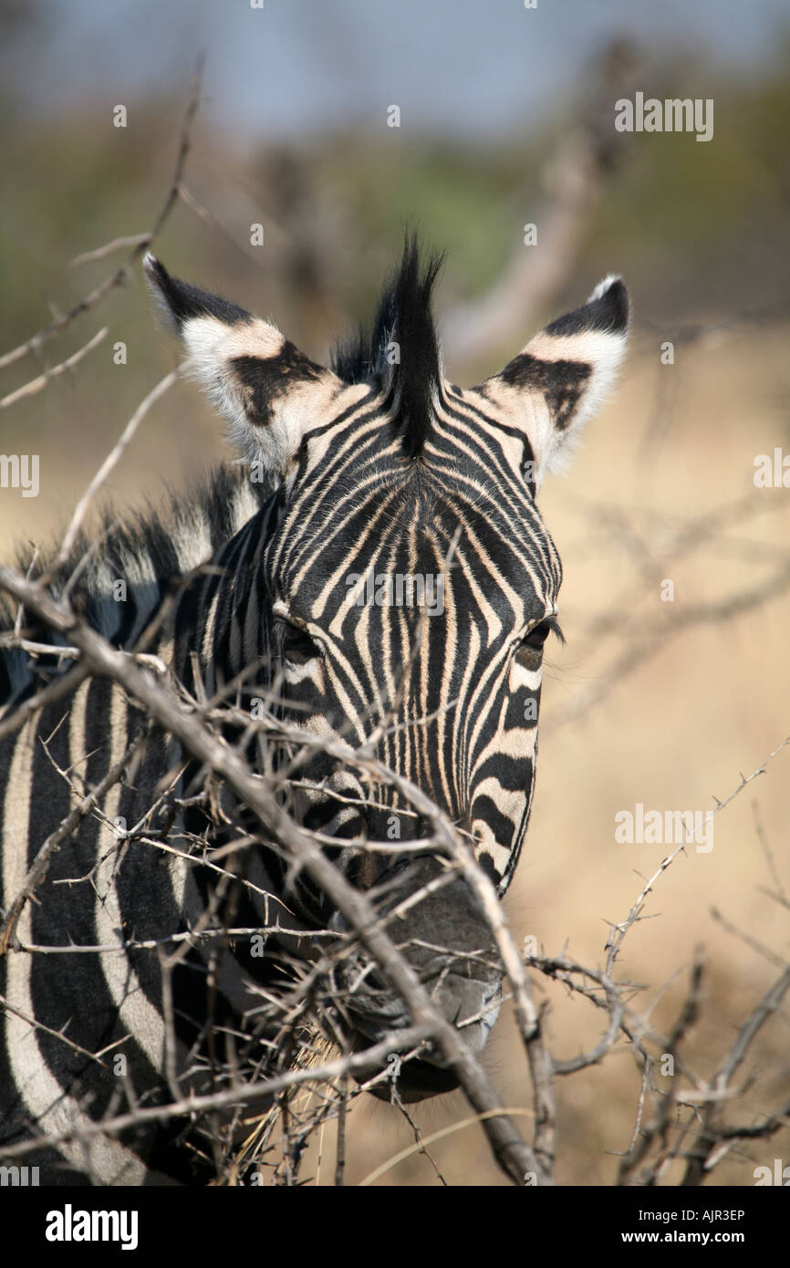 Zebra Nahaufnahme Kopf geschossen Stockfoto