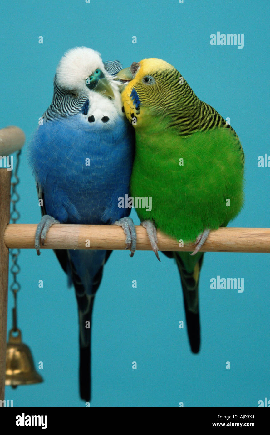 Wellensittiche paar weiblich männlich Melopsittacus Undulatus Wellensittich Pflege Stockfoto