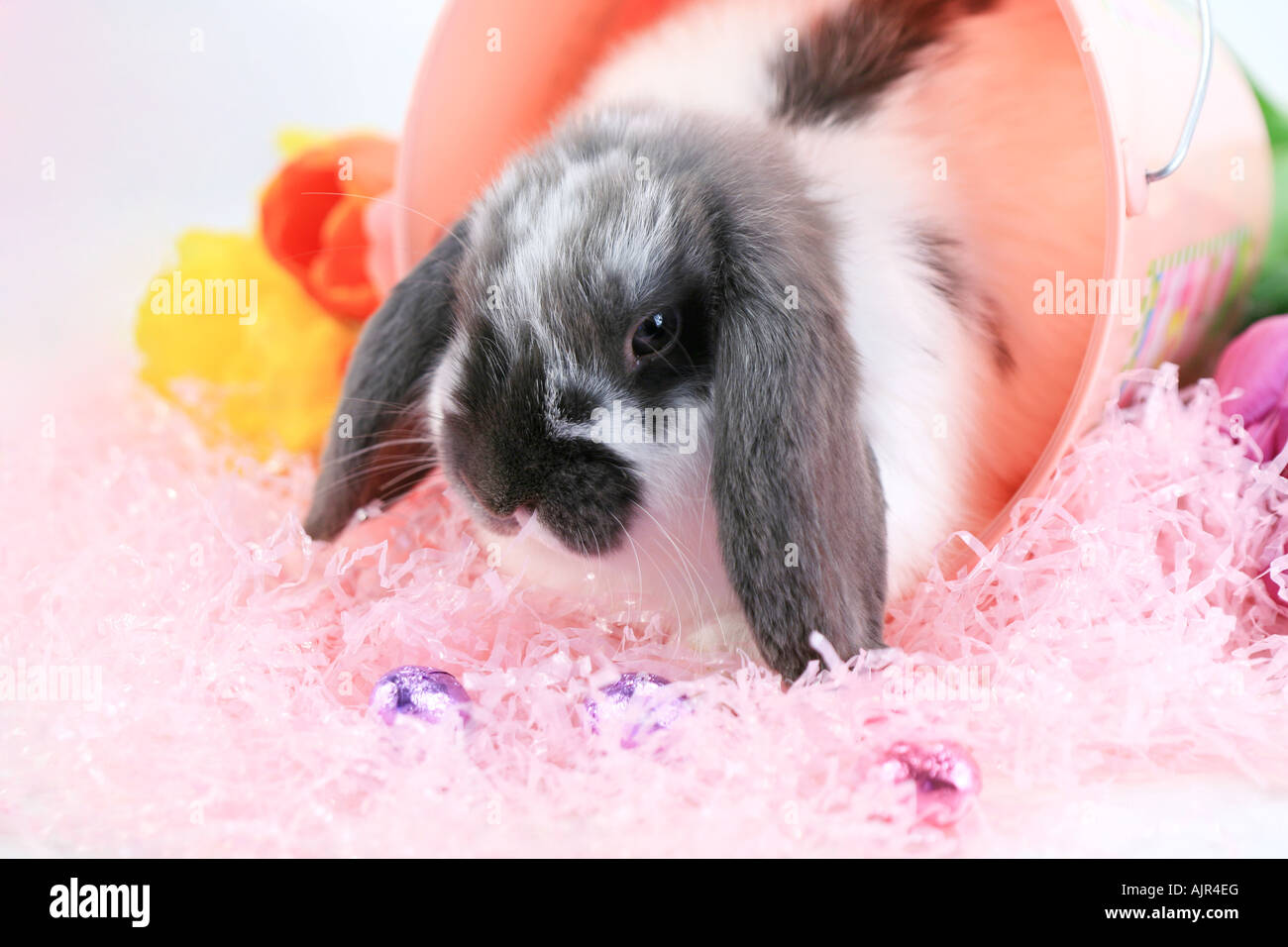 Graue und weiße Mini lop Ohr Kaninchen mit einem Bündel von Tulpen und rosa Ostern Rasen isoliert auf weißem Hintergrund Stockfoto