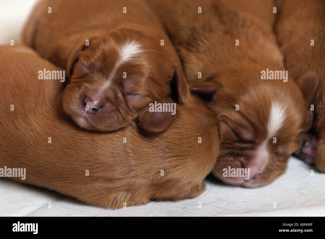 Cavalier King Charles Spaniel Welpen 5 Tage Stockfoto