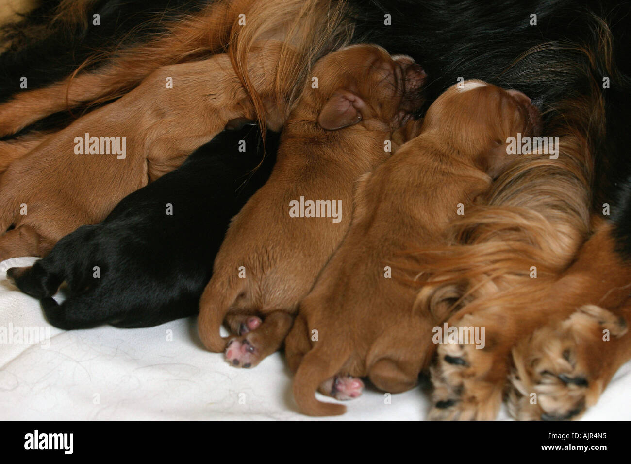 Cavalier King Charles Spaniel Welpen 5 Tage Spanferkel Stockfoto