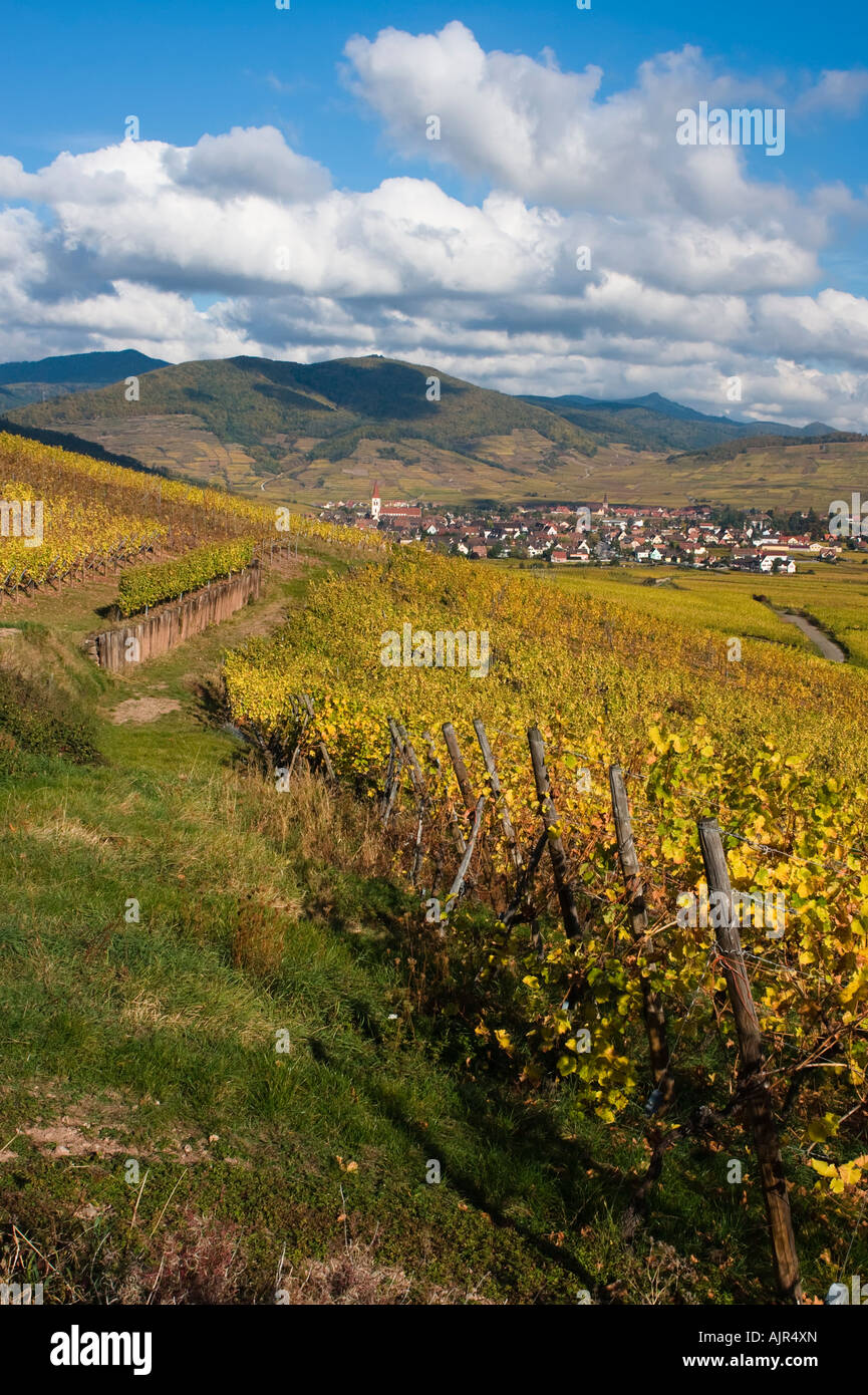 Weinberge im Herbst Farben Landschaft, Elsass-Frankreich Stockfoto