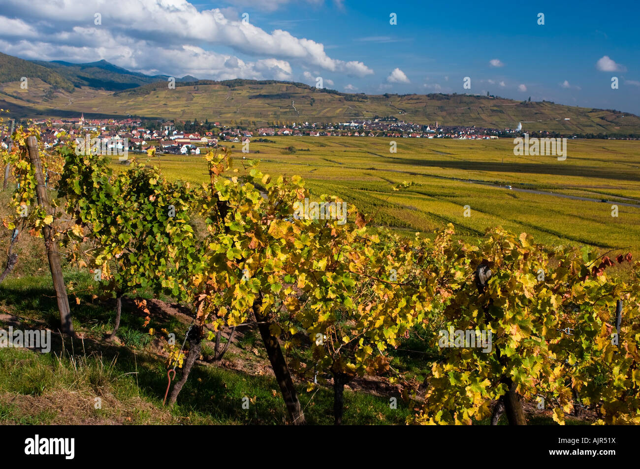 Weinberge im Herbst Farben Landschaft, Elsass-Frankreich Stockfoto