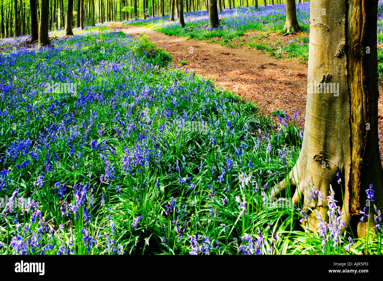 Glockenblumen, Hyacinthoides non-Scripta, im Frühjahr auf West-Wald in der Nähe von Marlborough, Wiltshire, England, UK Stockfoto