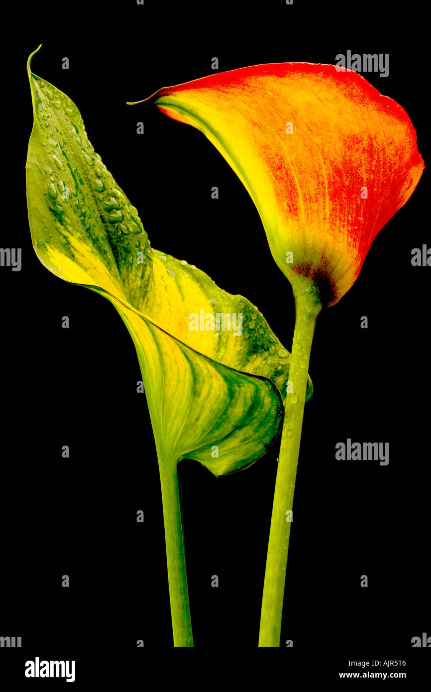 Zantedeschia Einzelblüte 'Flamme' vor einem schwarzen Hintergrund. Stockfoto