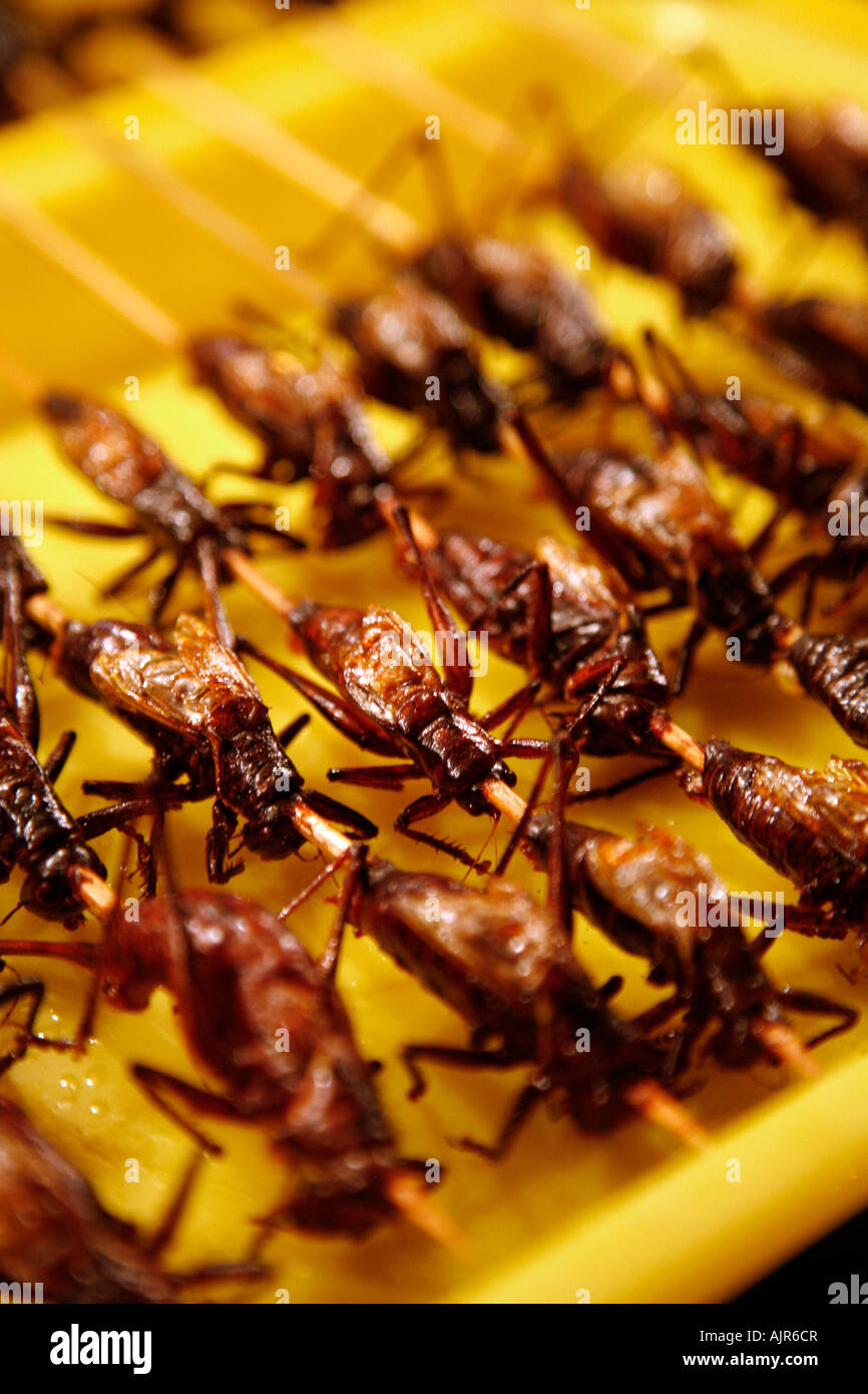 Insekten als ein Speiselokal am Nachtmarkt Essen Donganmen verkauft in der Nähe von Wangfuging Dajie Peking China Stockfoto