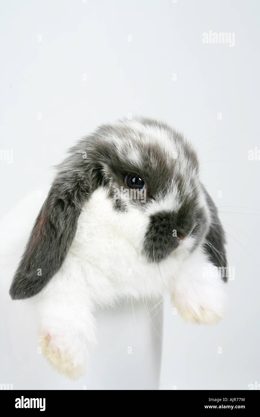 Graue und weiße Mini lop Ohr Kaninchen in Kaffeetasse isoliert auf weißem Hintergrund Stockfoto