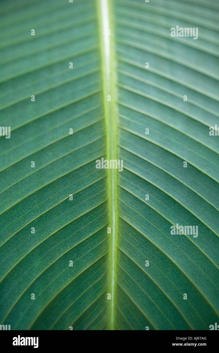 Tropisches Blatt hautnah Stockfoto