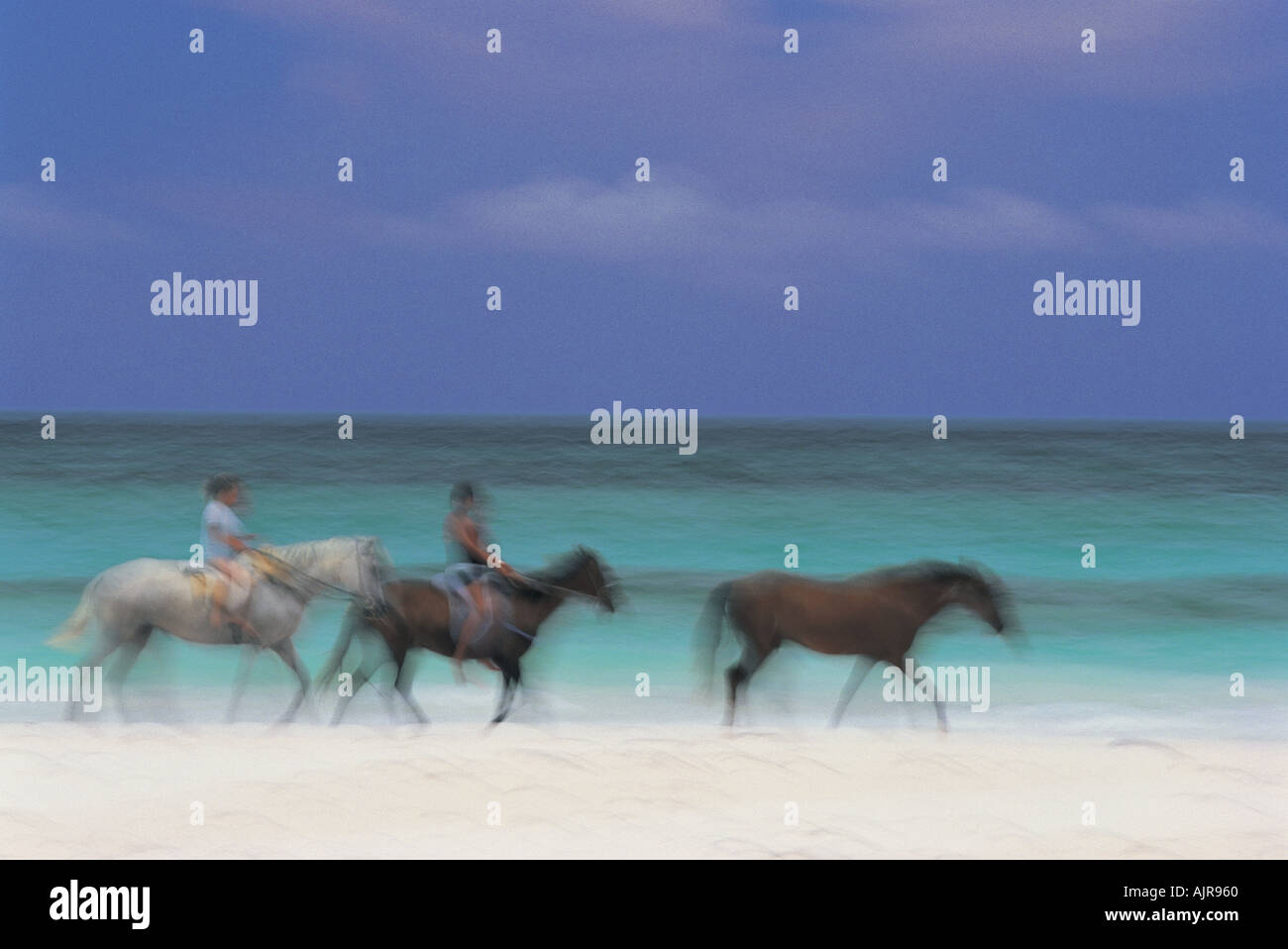 Pferde am Strand Hafen Isle USA Stockfoto