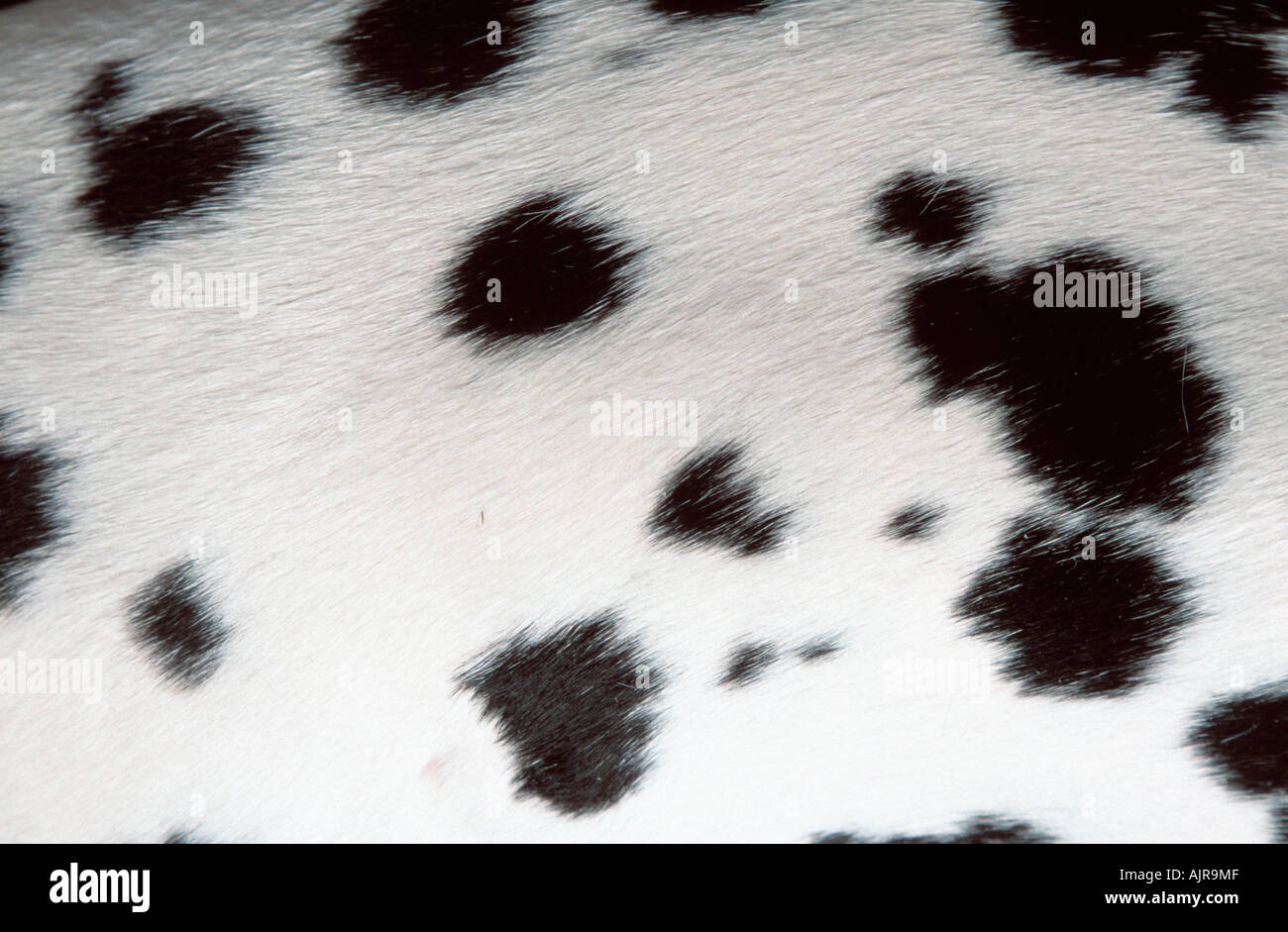 Dalmatiner Mantel detail Stockfoto