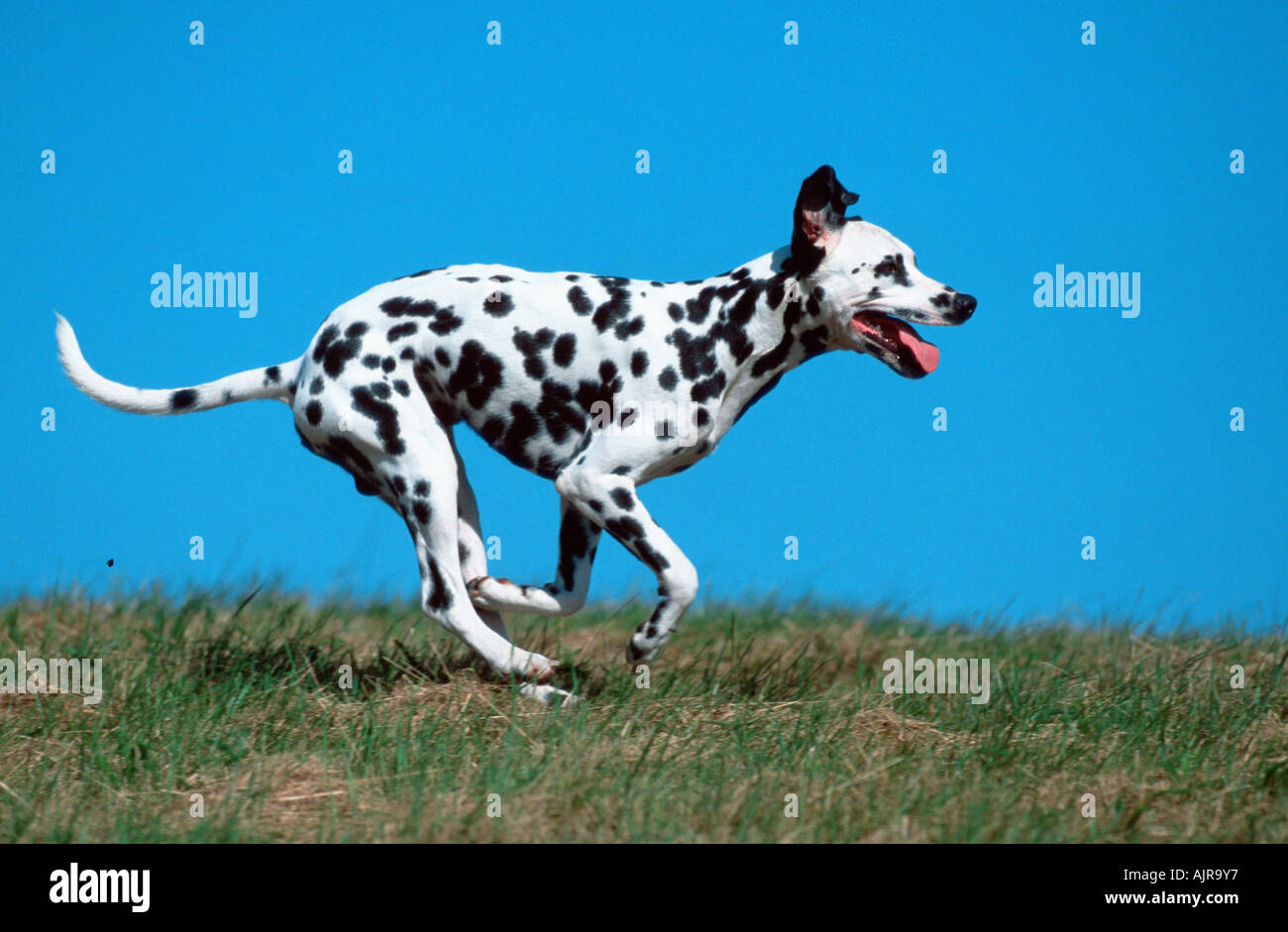 Dalmatiner Stockfoto