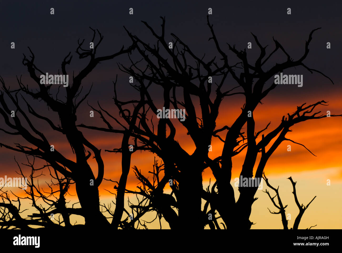 Silhouette der Äste gegen den Sonnenuntergang im Arches-Nationalpark, Utah, Vereinigte Staaten von Amerika Stockfoto