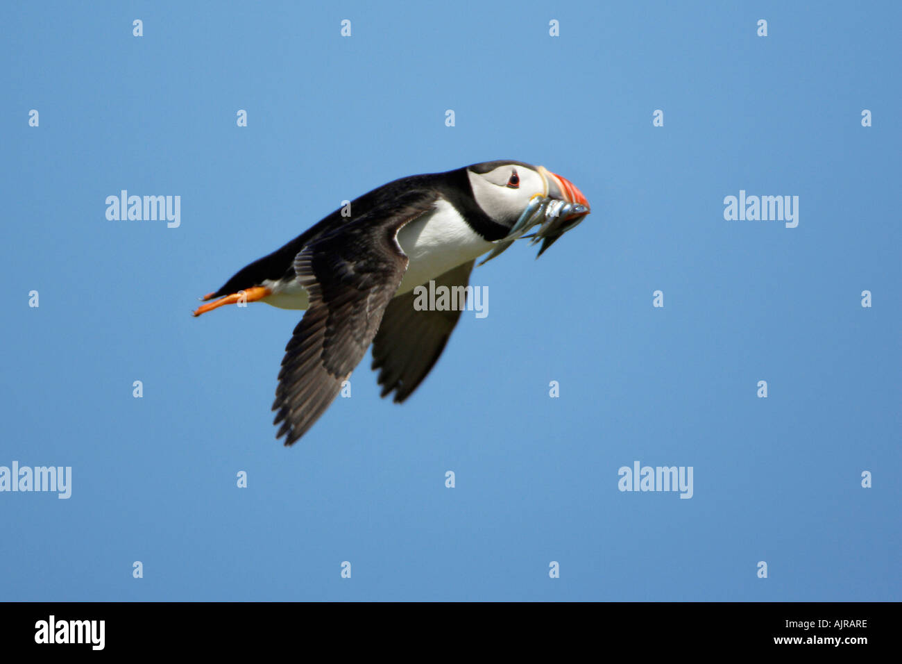 Papageientaucher, Fratecula Arctica, während des Fluges mit Sandaale im Schnabel Inner Farne Island, Farne Islands, UK Stockfoto