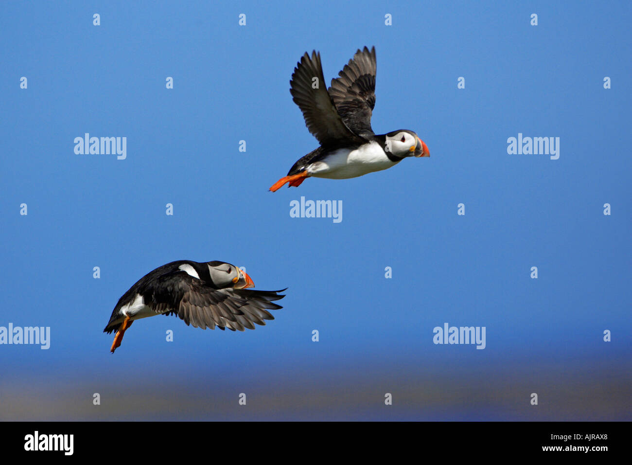 Papageientaucher, Fratecula Arctica, zwei Vögel im Flug, Inner Farne Island, Farne Islands, UK Stockfoto