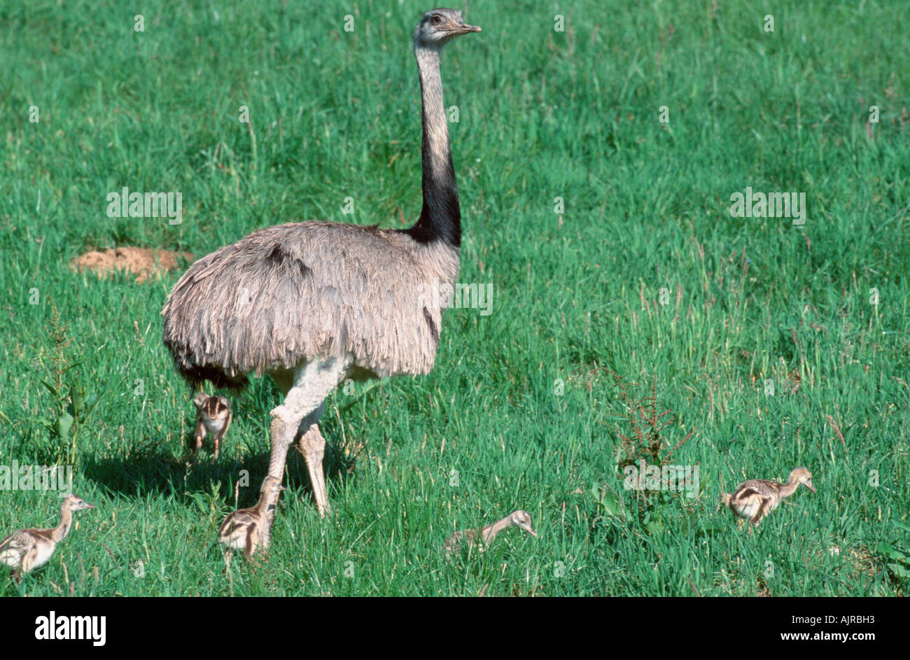 Amerikanische Rhea Männchen mit Küken Rhea americana Stockfoto