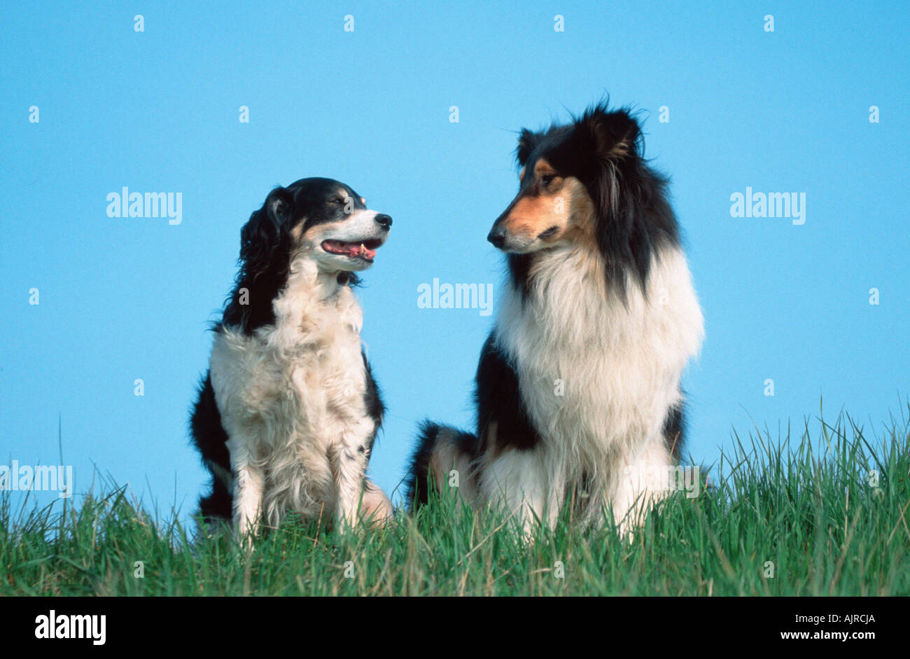 Rough Collie und Mischling Hund Stockfoto